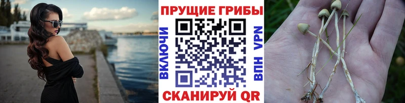 ОМГ ОМГ маркетплейс  Лесосибирск  Псилоцибиновые грибы Psilocybe 